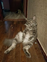 Кот